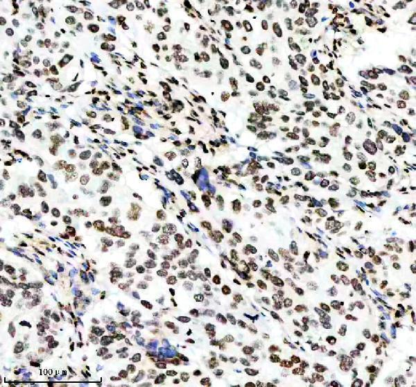 p12477 2 histone h3 primary antibodies ihc testing 9