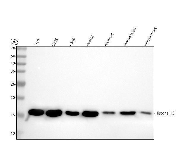 p12477 2 histone h3 primary antibodies wb testing 1_1