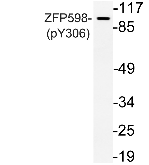 p15343 znf598 primary antibodies wb testing 3