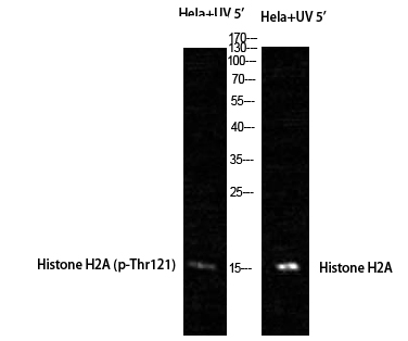 p16777 hist1h2ag primary antibodies wb testing 3