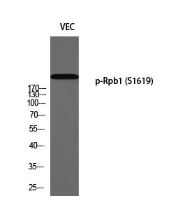 Western blot analysis of VEC using p-Rpb1 (S1619) antibody