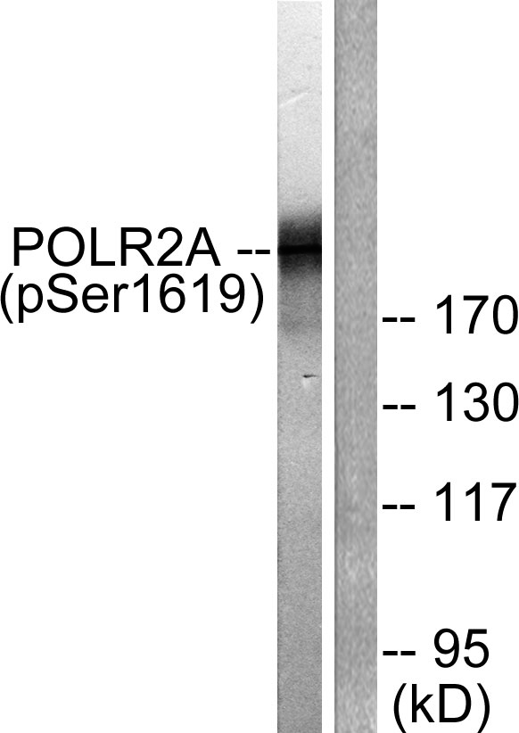 p30431 polr2a primary antibodies wb testing 5