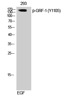 Western Blot analysis of 3T3 cells using Phospho-GRF-1 (Y1105) Polyclonal Antibody