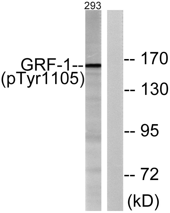 p30433 arhgap35 primary antibodies wb testing 4