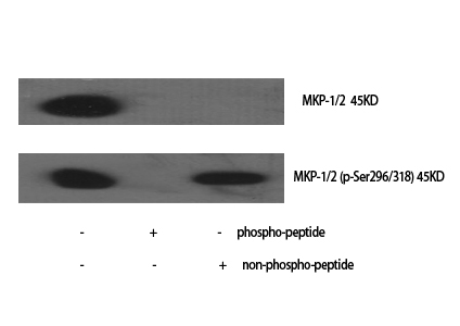Western Blot analysis of various cells using Phospho-MKP-1/2 (S296/318) Polyclonal Antibody