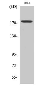 p30915 erbin primary antibodies wb testing 2