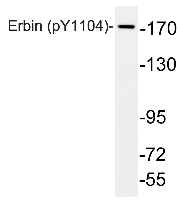 p30915 erbin primary antibodies wb testing 3