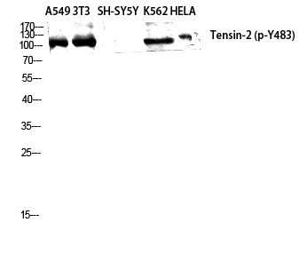 p30917 tns2 primary antibodies wb testing 3