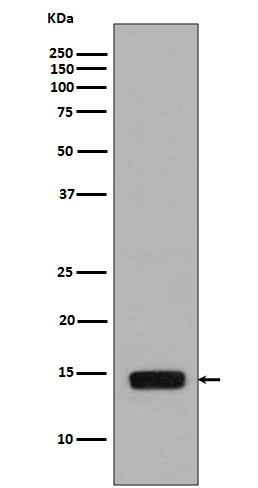Western blot analysis of Phospho-Histone H2A (S129)  expression in Saccharomyces cerevisiae treated with Methyl methanesulfonate
