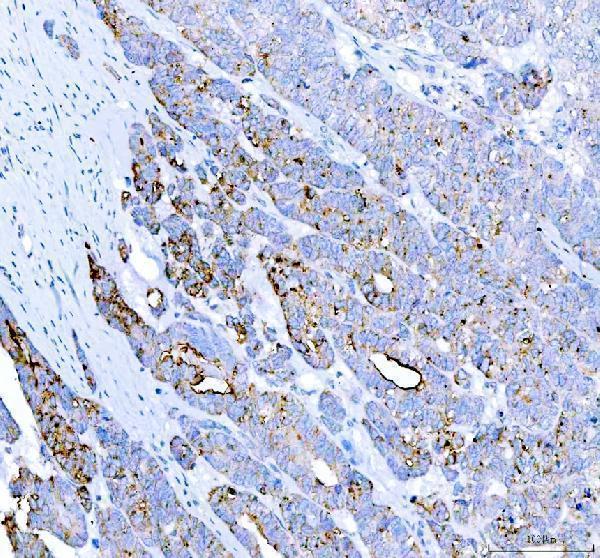 pa1004 alpl primary antibodies ihc testing 3