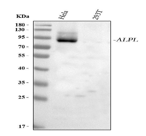 pa1004 alpl primary antibodies wb testing 1