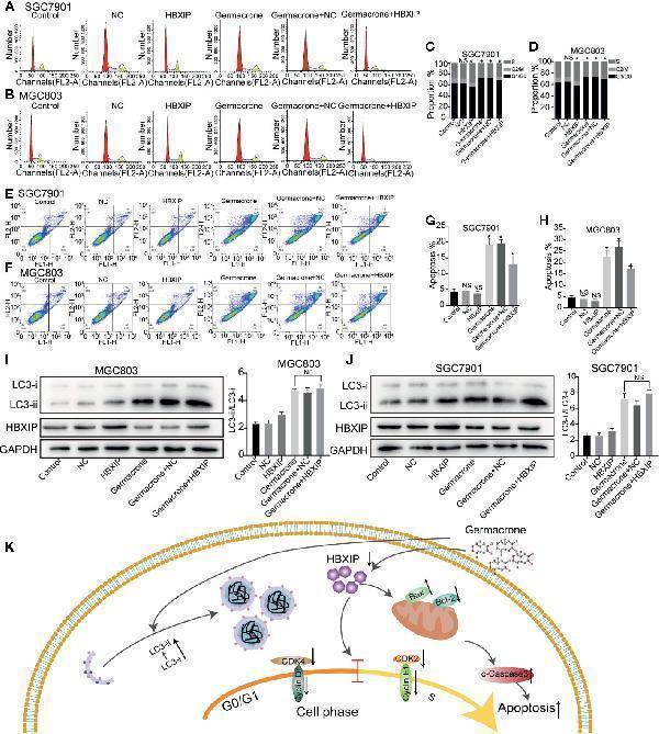pa1006 fonc 10 537322 g007