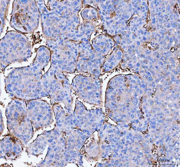  IHC analysis of AQP1 using anti-AQP1 antibody (PA1010)