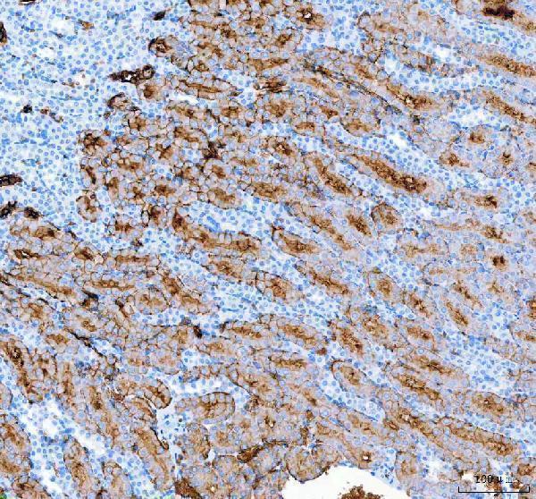  IHC analysis of AQP1 using anti-AQP1 antibody (PA1010)