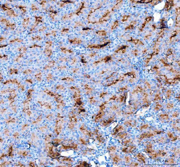 pa1010 aqp1 primary antibodies ihc testing 4