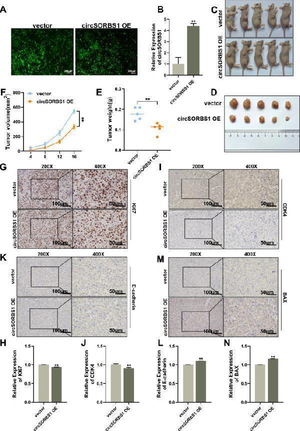 pa1013 1 12967_2024_5423_fig3_html