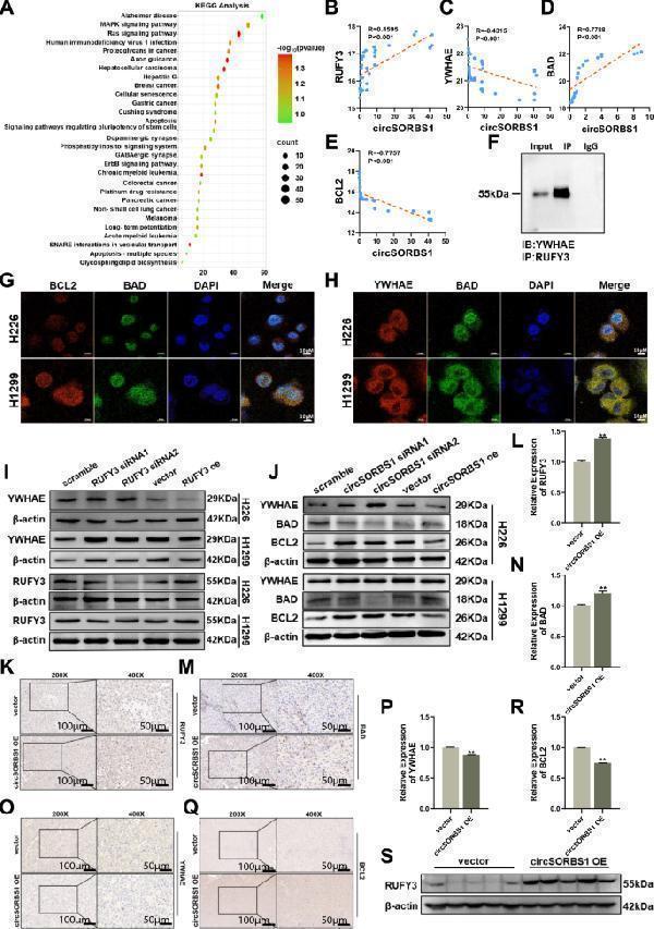 pa1013 1 12967_2024_5423_fig5_html