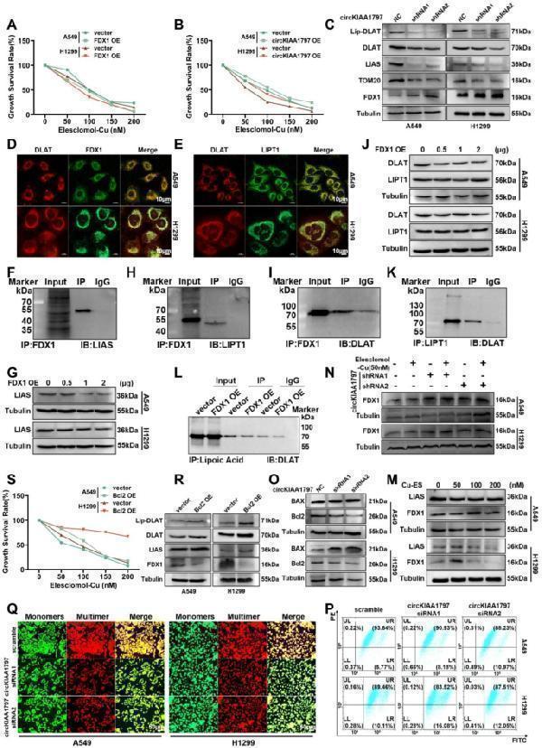 pa1013 1 13046_2025_3365_fig6_html