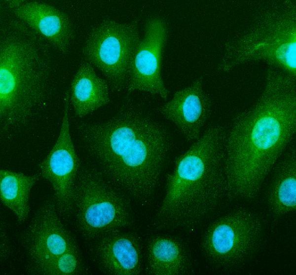pa1013 1 bax primary antibodies if testing 1