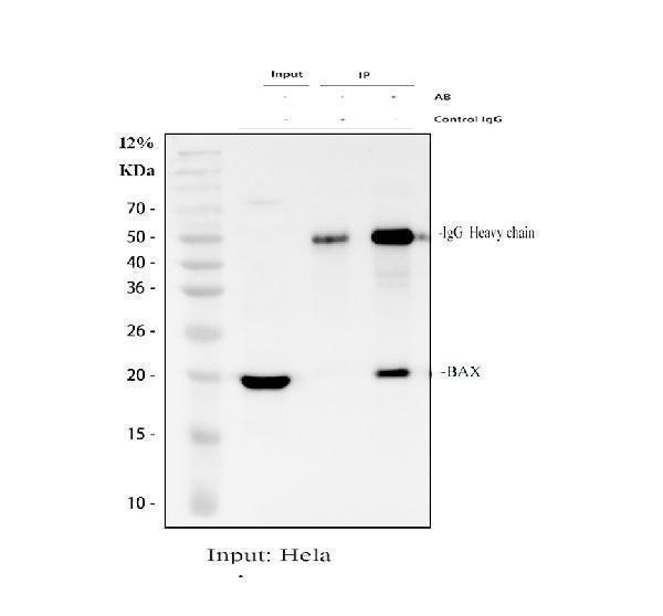 pa1013 1 bax primary antibodies ip testing 1