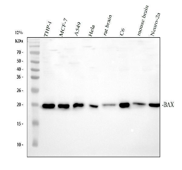 pa1013 1 bax primary antibodies wb testing 1