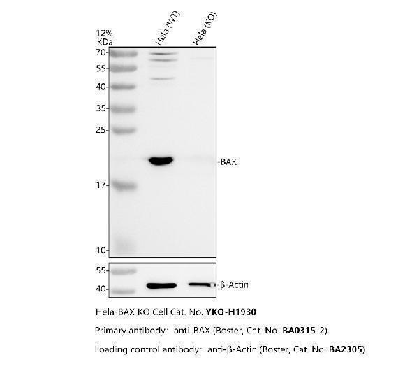 Western blot analysis of BAX using anti-BAX antibody (PA1013-1)