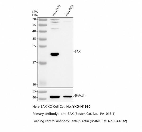 pa1013 1 bax primary antibodies wb testing 2_1