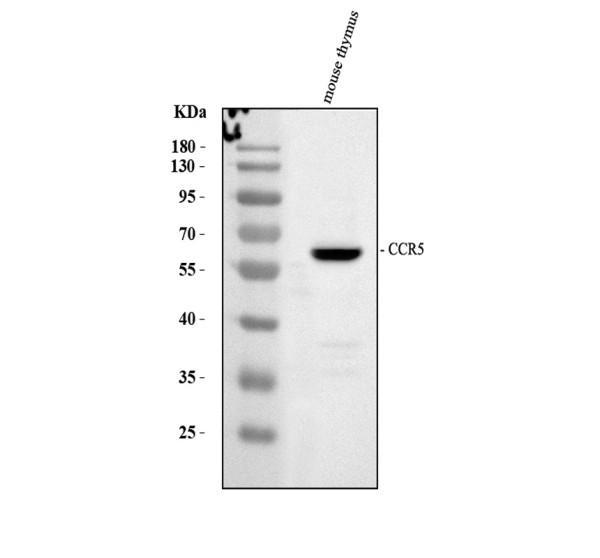 pa1016 2 ccr5 primary antibodies wb testing 1