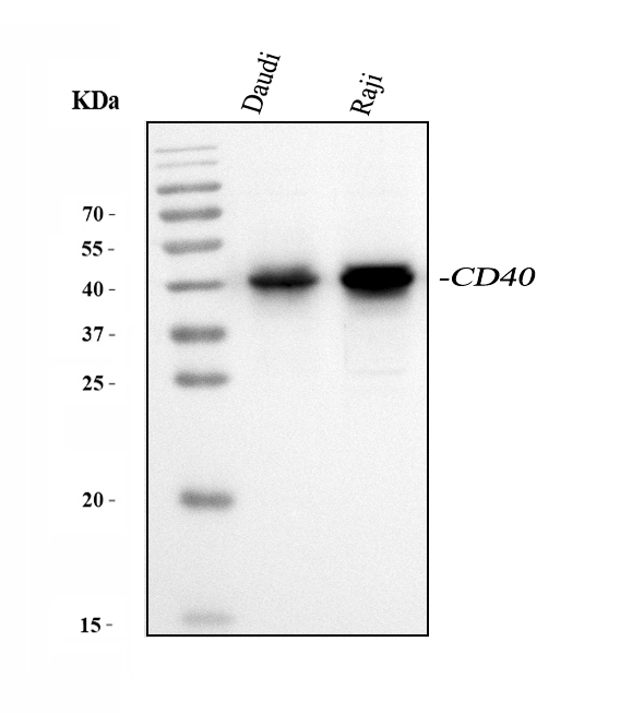 Western blot analysis of CD40 using anti-CD40 antibody (PA1019-1).