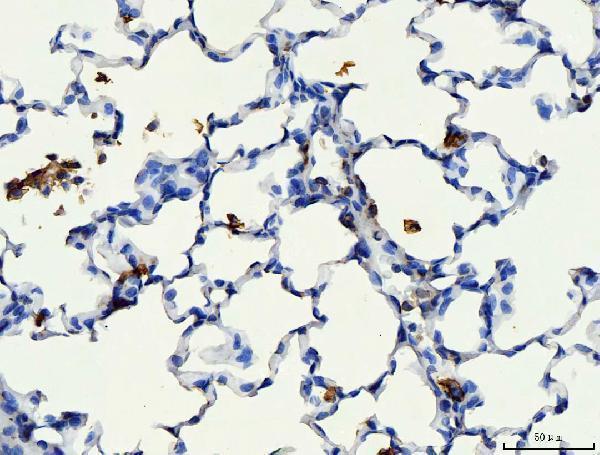 pa1021 2 cd44 primary antibodies ihc testing 4