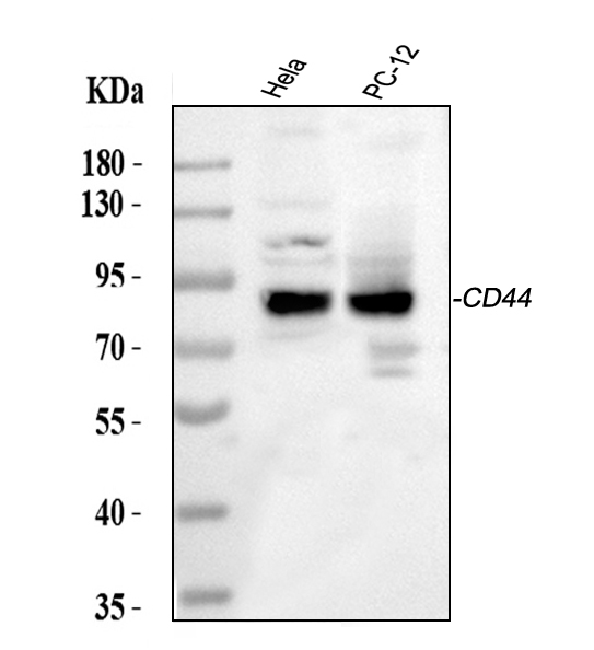 pa1021 2 cd44 primary antibodies wb testing 1