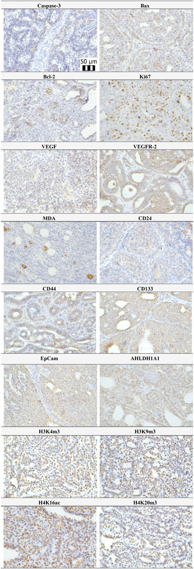 pa1021 2 fphar 15 1216199 g004