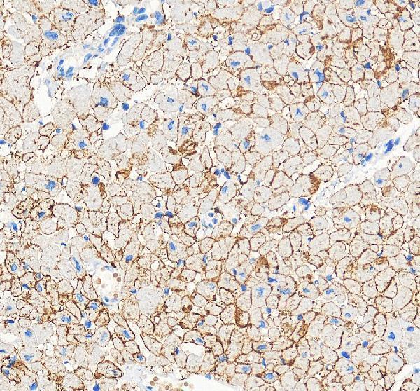 pa1026 gja1 primary antibodies ihc testing 1