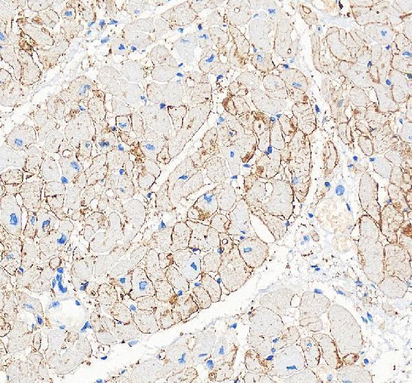pa1026 gja1 primary antibodies ihc testing 2
