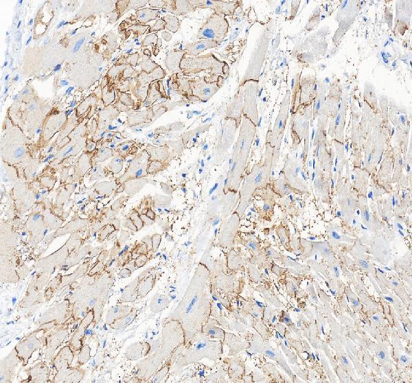 pa1026 gja1 primary antibodies ihc testing 3_1