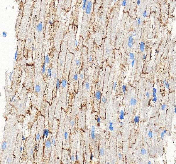 pa1026 gja1 primary antibodies ihc testing 4