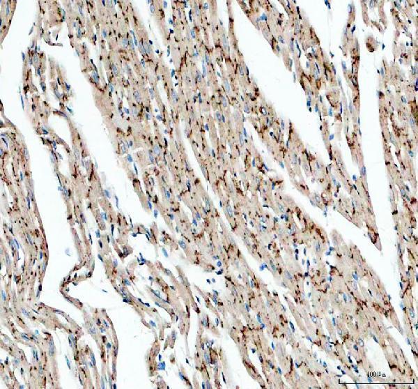 pa1026 gja1 primary antibodies ihc testing 5