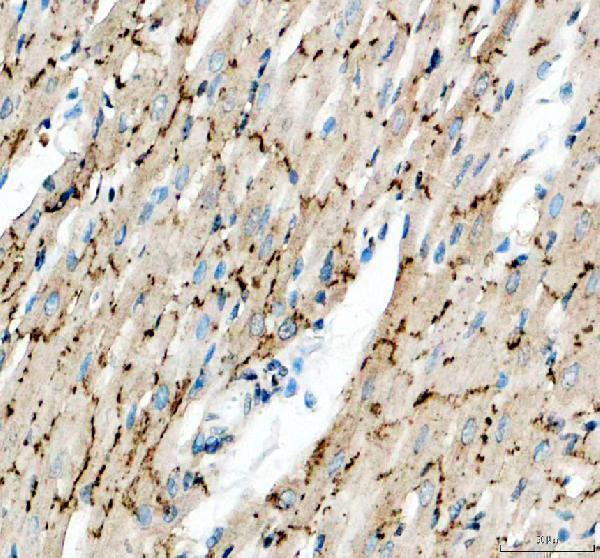 pa1026 gja1 primary antibodies ihc testing 6_1