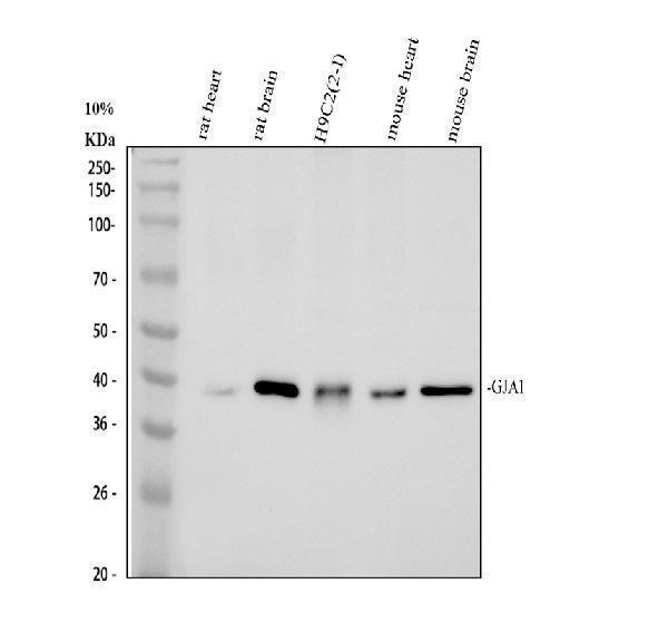 pa1026 gja1 primary antibodies wb testing 1
