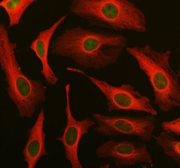 pa1030 1 dut primary antibodies if testing 1