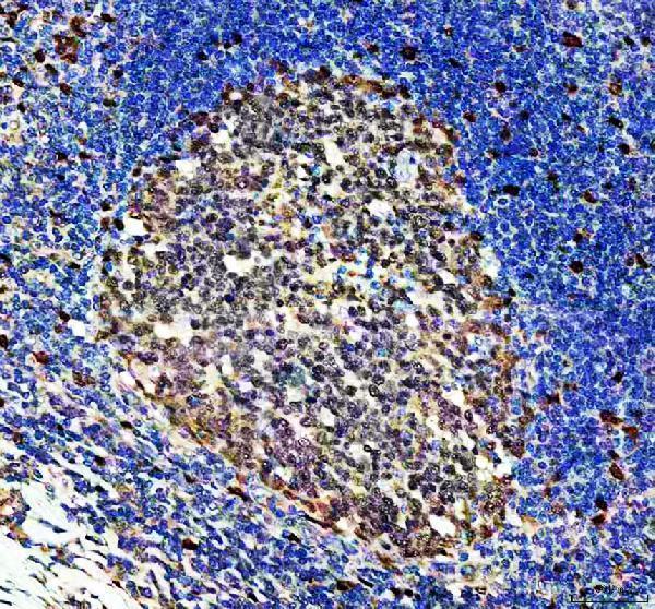 pa1030 1 dut primary antibodies ihc testing 2