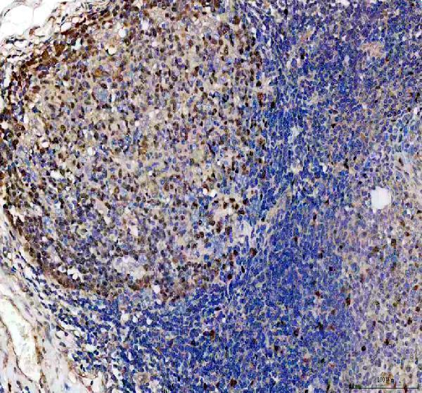 pa1030 1 dut primary antibodies ihc testing 3