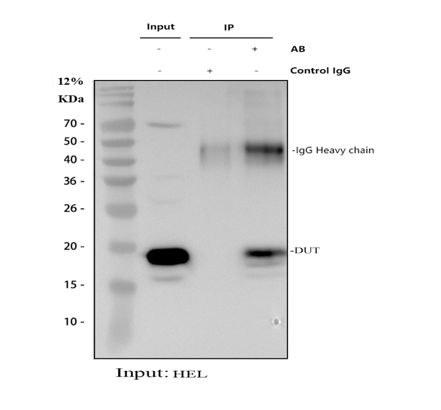 pa1030 1 dut primary antibodies ip testing 1