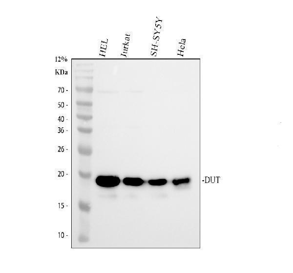 pa1030 1 dut primary antibodies wb testing 1