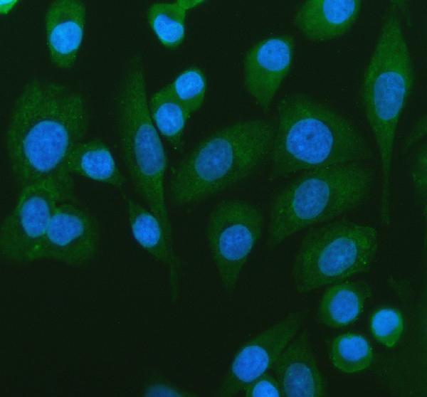 IF analysis of GAD67 using anti-GAD67 antibody (PA1036-1)