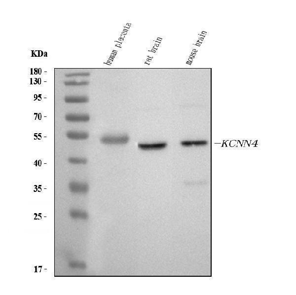 pa1047 1 kcnn4 primary antibodies wb testing 1