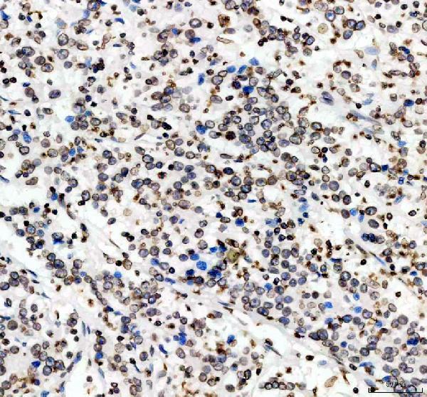 IHC analysis of Lamin B1 using anti-Lamin B1 antibody (PA1048)