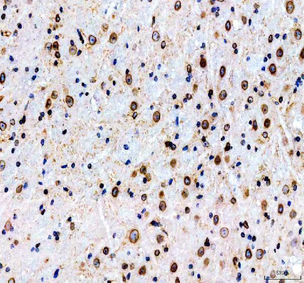 pa1048 lmnb1 primary antibodies ihc testing 4