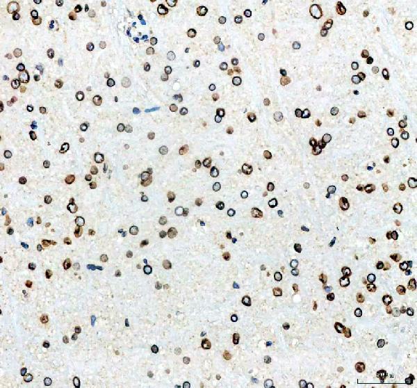 pa1048 lmnb1 primary antibodies ihc testing 5