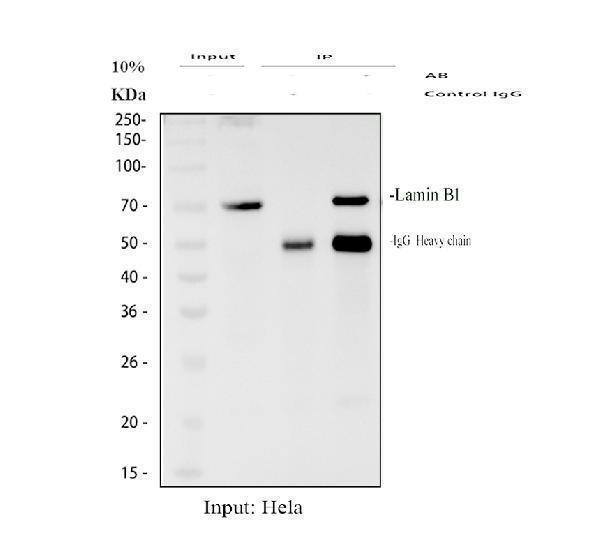 pa1048 lmnb1 primary antibodies ip testing 1